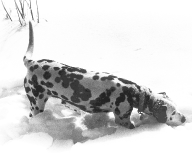 Spotty